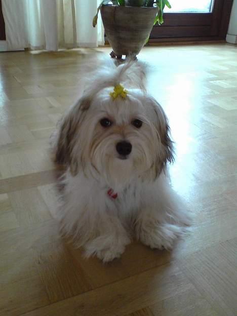 Coton de tulear Trille  billede 19