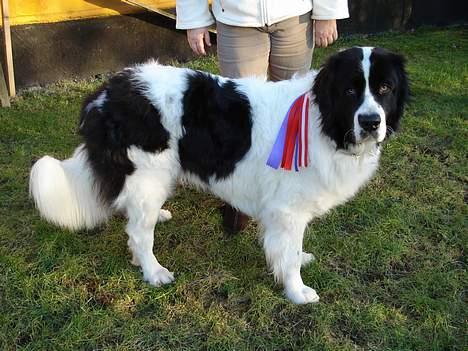 Landseer Zindy billede 20