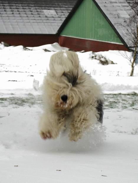 Old english sheepdog Amy billede 16