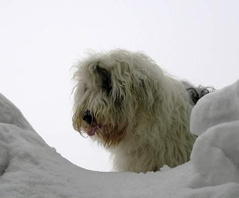 Old english sheepdog Amy billede 17