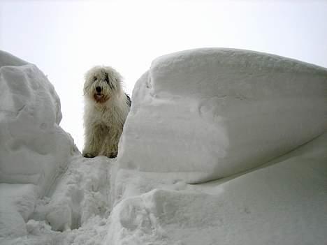 Old english sheepdog Amy billede 18