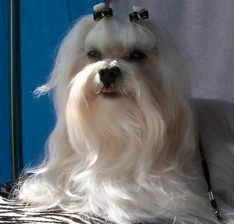 Malteser MAX - max i hans storheds tid billede 1