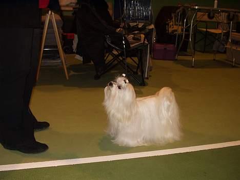 Malteser MAX - fra max´s sidste udstilling billede 2