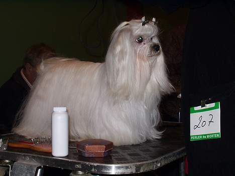 Malteser MAX - her er max gjort klar til udstilling billede 3
