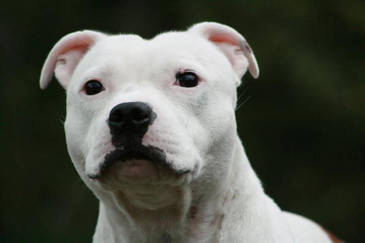 Staffordshire bull terrier Günter - Hot Staff´s Qualified To Win “Günter” 19 månader *ny* billede 1