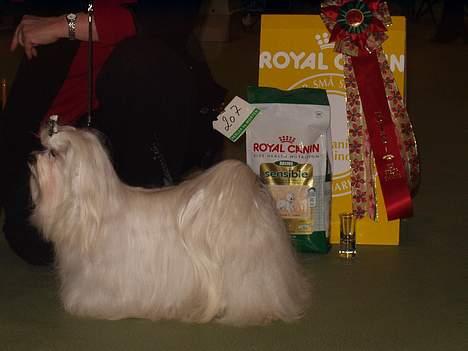 Malteser MAX - sidste udstilling .. med et kanont resultat billede 4