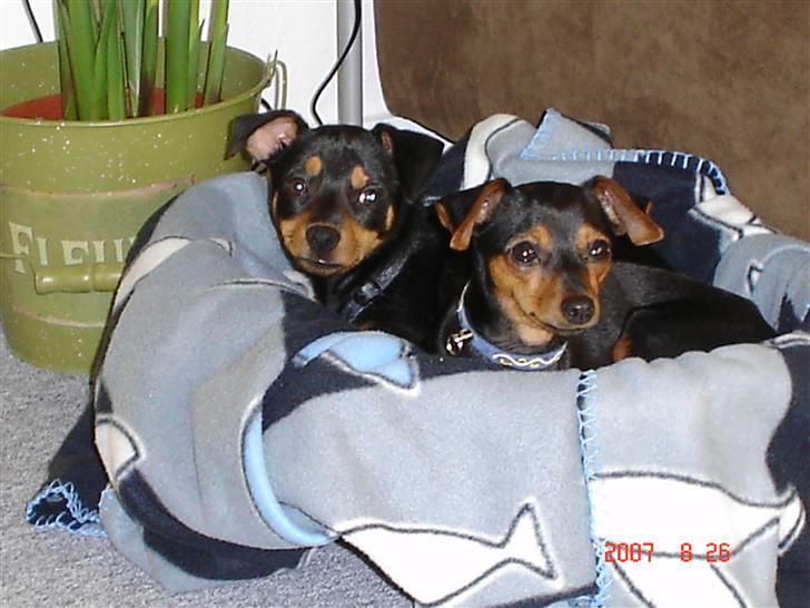 Prazsky krysarik Chili billede 11