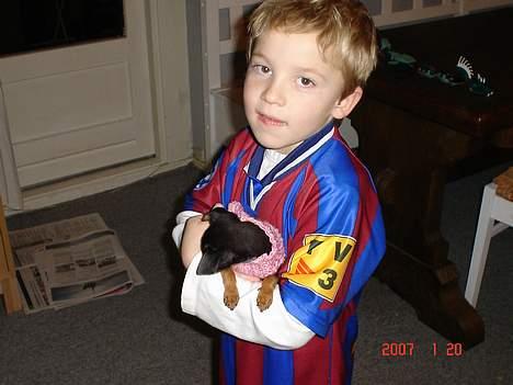 Prazsky krysarik Chili billede 12