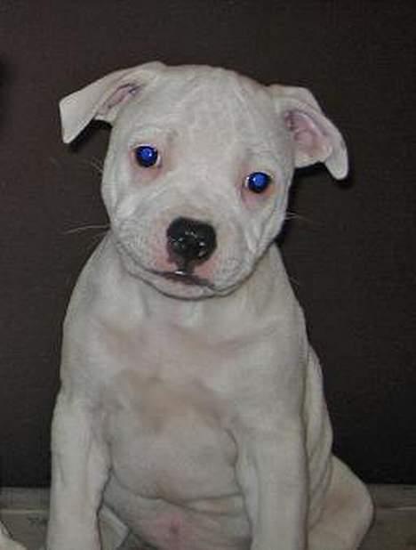 Staffordshire bull terrier Günter - Lilla vackra "Günter" 9v. billede 2