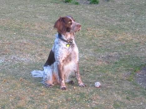 Engelsk springer spaniel Rosso billede 1