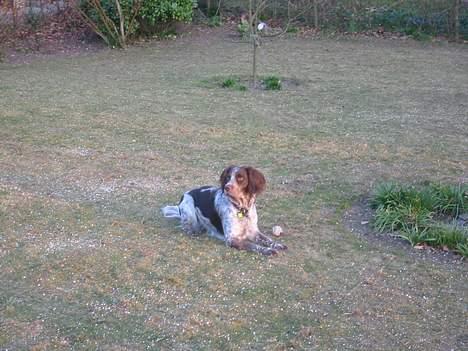 Engelsk springer spaniel Rosso billede 2