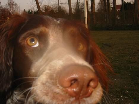 Engelsk springer spaniel Rosso - jeg er bare så nysgerrig billede 3