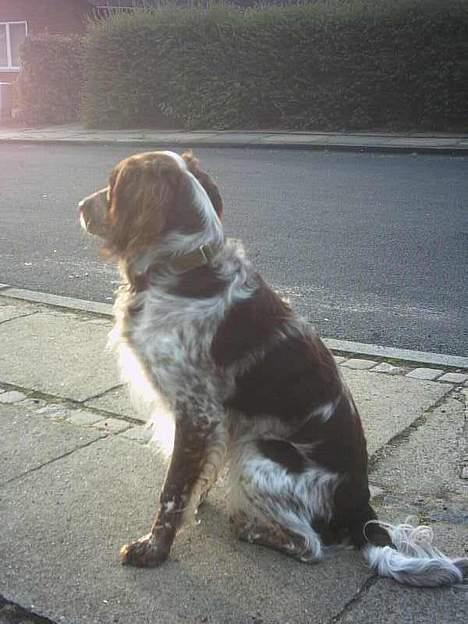 Engelsk springer spaniel Rosso - Nu må mor da snart komme hjem billede 4