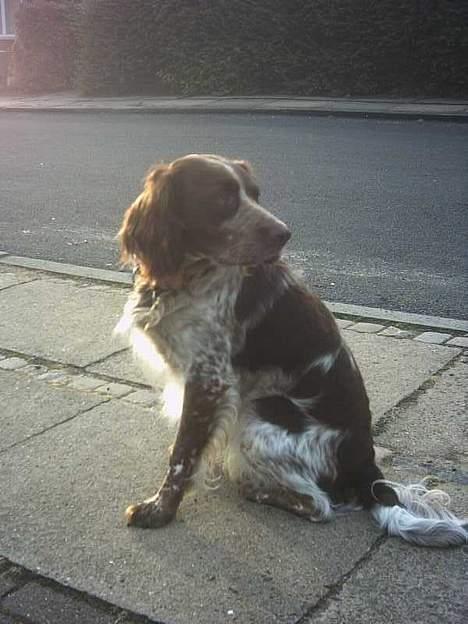 Engelsk springer spaniel Rosso - kommer hun mon den her vej fra billede 5