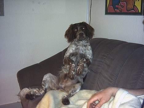 Engelsk springer spaniel Rosso - her sidder jeg bare godt billede 6