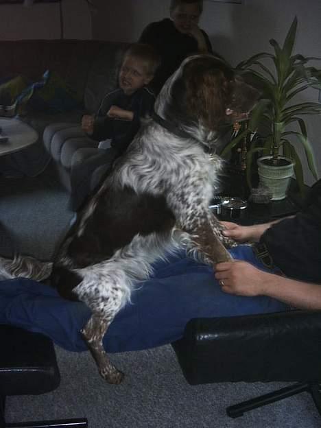 Engelsk springer spaniel Rosso billede 7