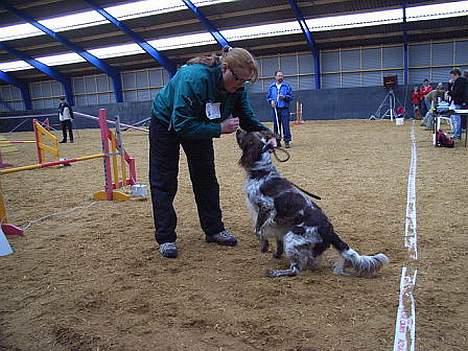 Engelsk springer spaniel Rosso billede 8