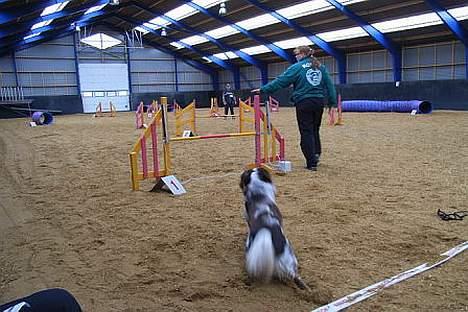 Engelsk springer spaniel Rosso - Af sted hvor det går billede 9
