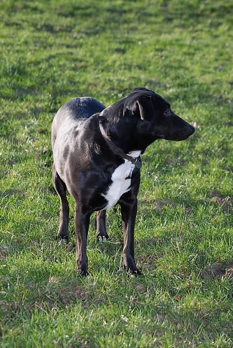 Blanding af racer Trunte billede 1