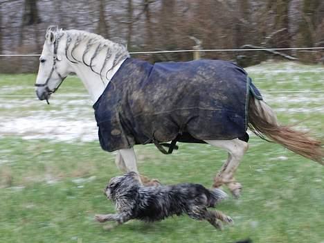 Blanding af racer CISCO - motionere lige sammen med hesten billede 7