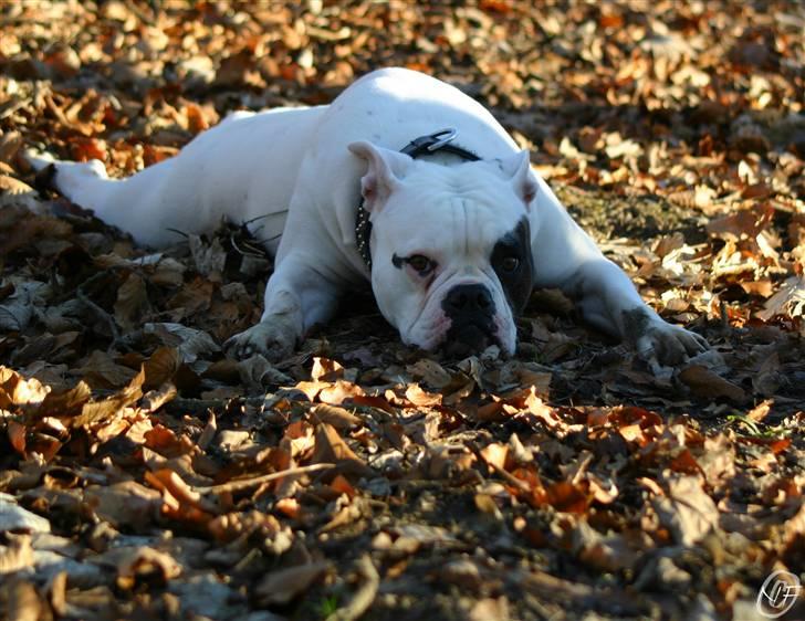 Amerikansk bulldog ¤ANNA¤  billede 15