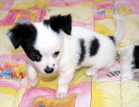 Chihuahua Snoopy billede 1