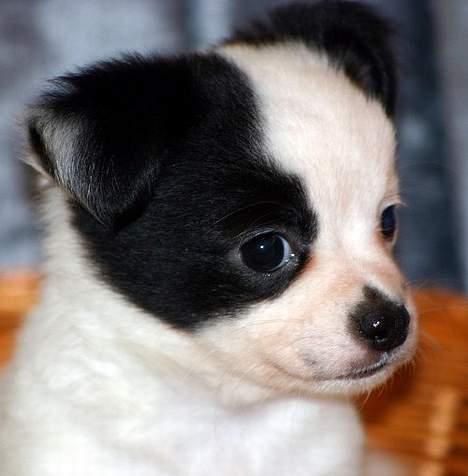 Chihuahua Snoopy billede 2