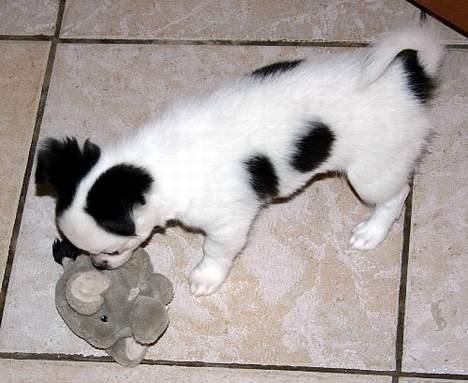 Chihuahua Snoopy billede 3