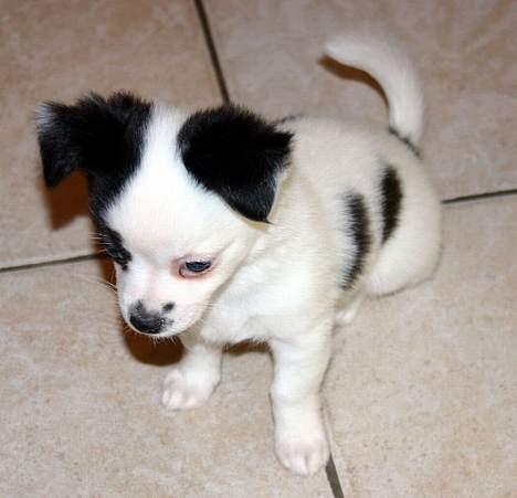 Chihuahua Snoopy billede 4