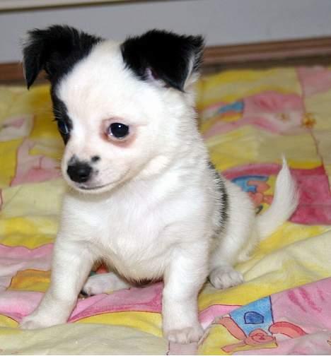 Chihuahua Snoopy billede 5