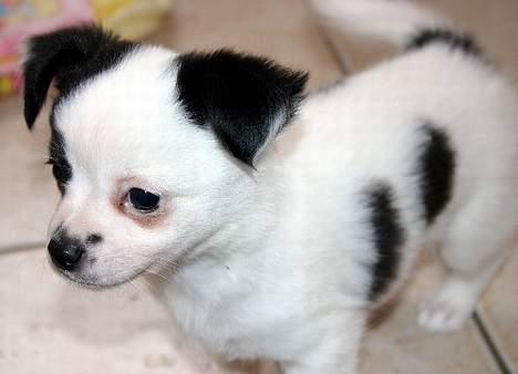 Chihuahua Snoopy billede 6