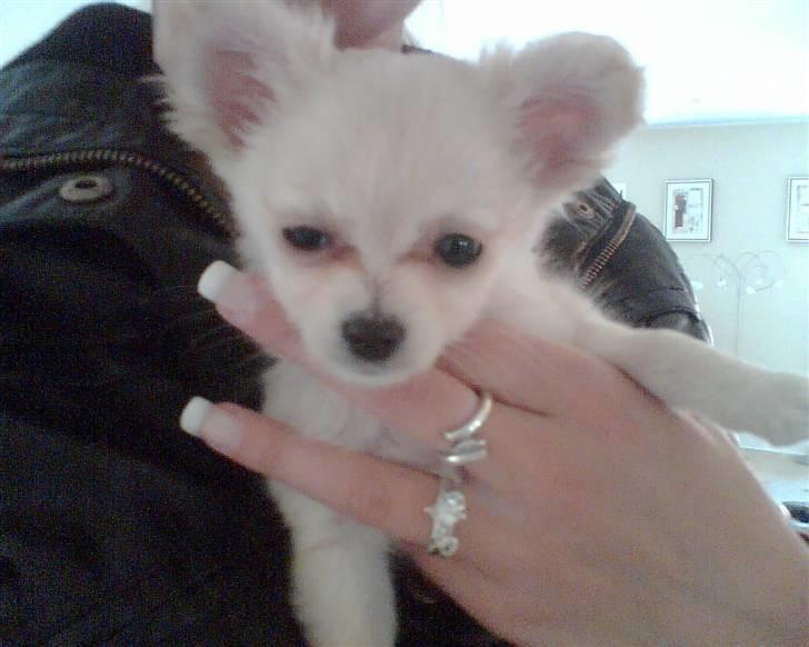 Chihuahua Futte - Se hvor sød jeg er :) billede 1