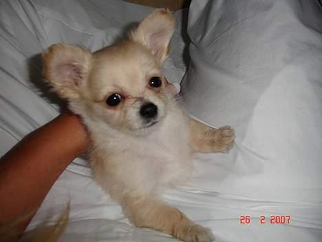 Chihuahua Futte - Her sidder jeg jo godt. billede 2