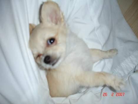 Chihuahua Futte - Blitzen er lidt skarp for mine små øjne billede 3