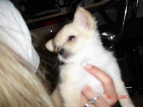 Chihuahua Futte - Jeg kan lige charme mig lidt ind :) billede 4