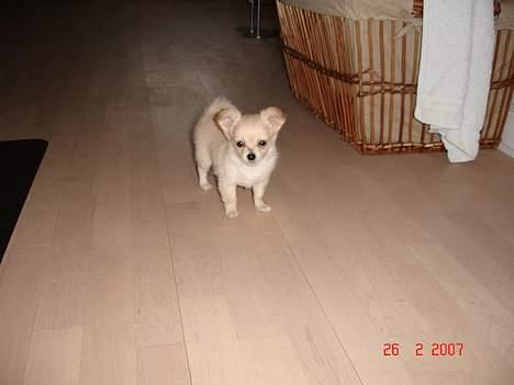 Chihuahua Futte - Uhhh hvor føler jeg mig lille her, billede 5