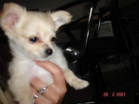 Chihuahua Futte billede 6