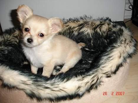 Chihuahua Futte - Nå nok billeder for i dag :) billede 7