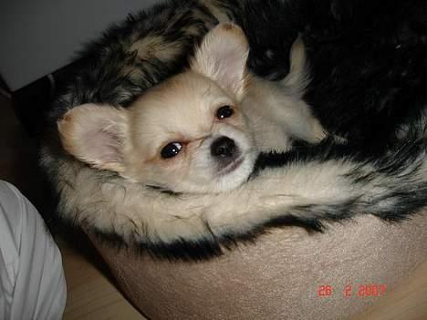 Chihuahua Futte - Pyhh jeg er træt.. billede 8