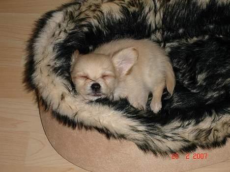 Chihuahua Futte - zzzzzzz! billede 9