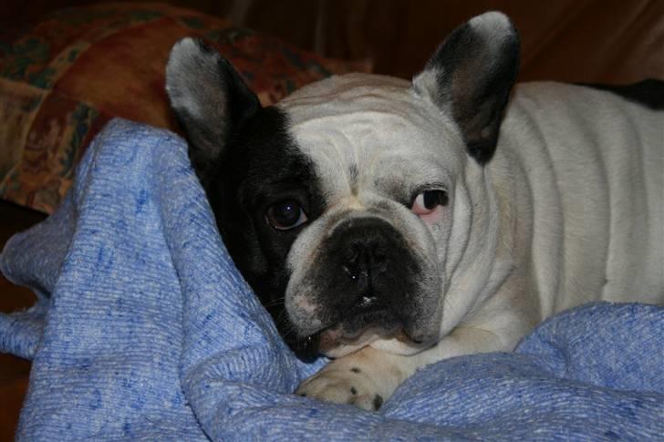 Fransk bulldog Bullmarks Selma de Struve - Selma hygger på sofaen billede 15