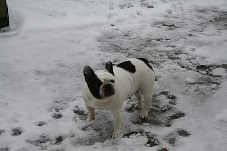 Fransk bulldog Bullmarks Selma de Struve billede 16