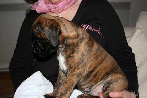 Boxer Cæsar billede 1