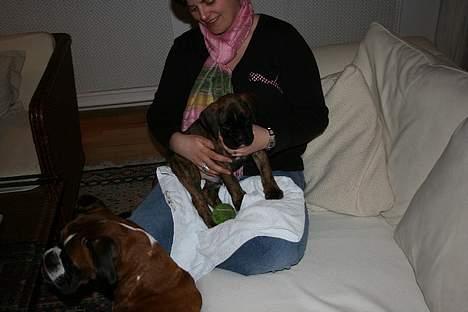 Boxer Cæsar billede 2