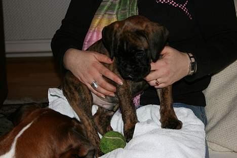 Boxer Cæsar billede 3