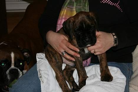 Boxer Cæsar billede 4