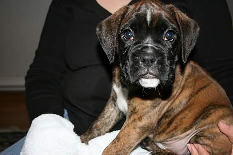 Boxer Cæsar billede 5