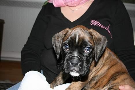 Boxer Cæsar billede 6