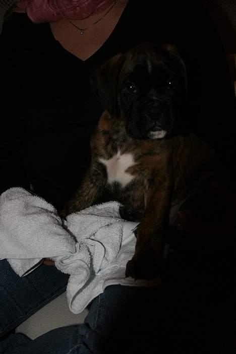 Boxer Cæsar billede 7