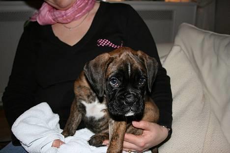 Boxer Cæsar billede 8